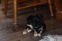 Strawberry, a female Chihuahua for sale in Goshen, IN – Photo 5 of 5