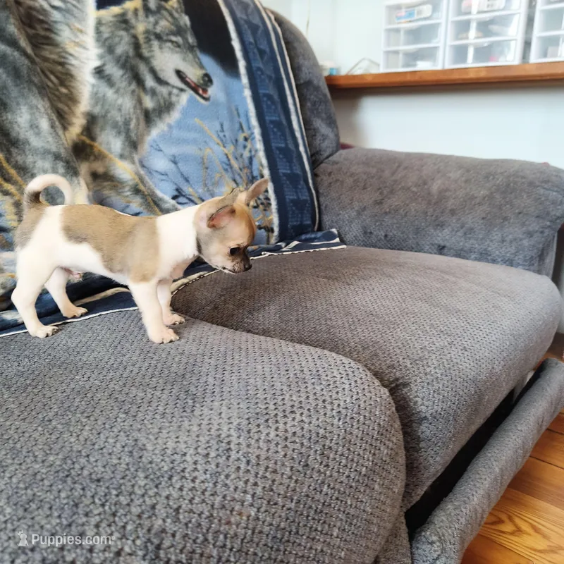 Taz – Chihuahua puppy on hold in Goshen, IN