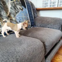 Taz, a male Chihuahua for sale in Goshen, IN – 1 of 5