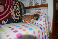 Uno, a male Chihuahua for sale in Goshen, IN – 7 of 8