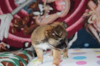 Uno, a male Chihuahua for sale in Goshen, IN – 2 of 8