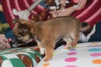 Uno, a male Chihuahua for sale in Goshen, IN – 5 of 8