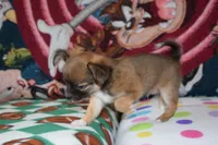 Uno, a male Chihuahua for sale in Goshen, IN – 3 of 8