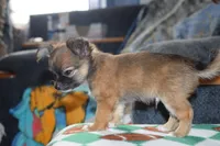 Uno, a male Chihuahua for sale in Goshen, IN – 8 of 8