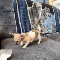Taz, a male Chihuahua for sale in Goshen, IN – 2 of 5