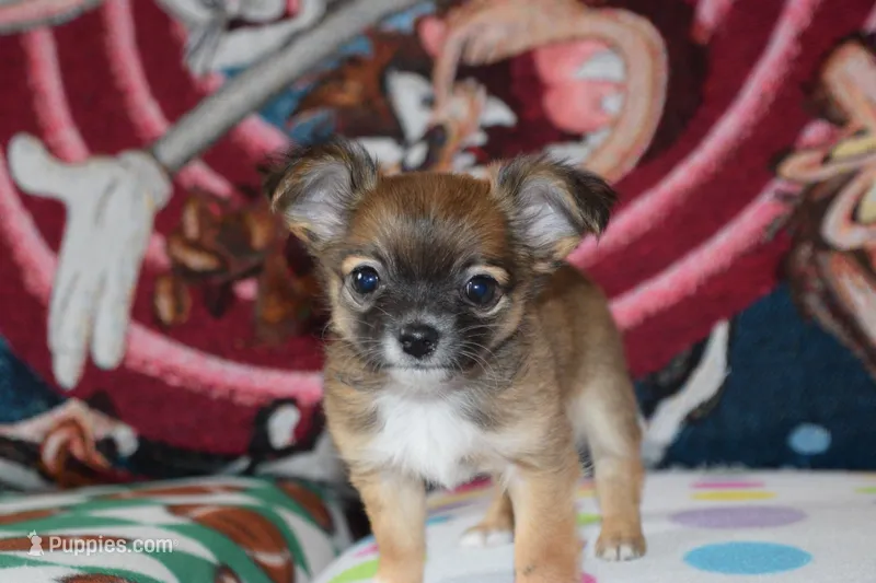Uno – Chihuahua puppy for sale in Goshen, IN