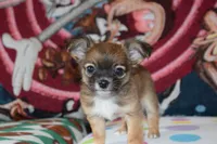 Uno, a male Chihuahua for sale in Goshen, IN – 1 of 8