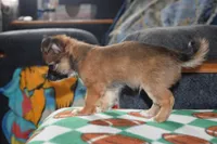 Uno, a male Chihuahua for sale in Goshen, IN – 4 of 8