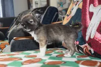 Ulysses, a male Chihuahua for sale in Goshen, IN – 6 of 6