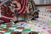 Ulysses, a male Chihuahua for sale in Goshen, IN – 4 of 6