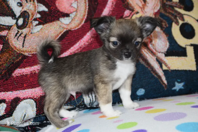 Ulysses – Chihuahua puppy for sale in Goshen, IN