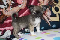 Ulysses, a male Chihuahua for sale in Goshen, IN – 1 of 6
