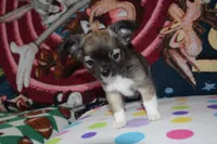 Ulysses, a male Chihuahua for sale in Goshen, IN – 3 of 6