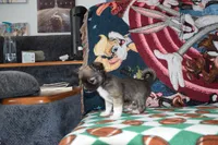 Ulysses, a male Chihuahua for sale in Goshen, IN – 5 of 6