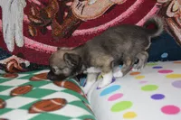 Ulysses, a male Chihuahua for sale in Goshen, IN – 2 of 6