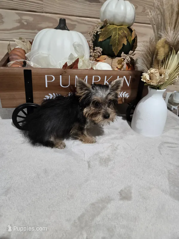 Tiny – Yorkshire Terrier puppy for sale in Nacogdoches, TX
