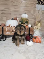 Maple , a female Yorkshire Terrier for sale in Nacogdoches, TX – 3 of 6