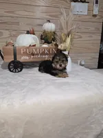Cranberry , a male Yorkshire Terrier for sale in Nacogdoches, TX – 5 of 7