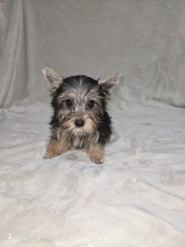 Dak – Yorkshire Terrier puppy for sale in Nacogdoches, TX