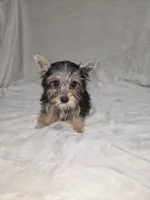 Dak, a male Yorkshire Terrier for sale in Nacogdoches, TX – 1 of 7
