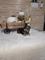 Cranberry , a male Yorkshire Terrier for sale in Nacogdoches, TX – 6 of 7
