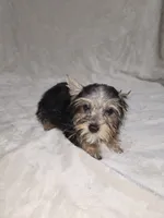 Dak, a male Yorkshire Terrier for sale in Nacogdoches, TX – 4 of 7
