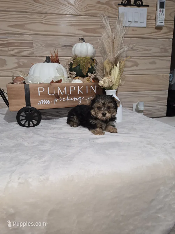 Cranberry  – Yorkshire Terrier puppy for sale in Nacogdoches, TX