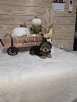 Cranberry , a male Yorkshire Terrier for sale in Nacogdoches, TX – 1 of 7