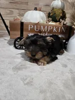 Barley , a male Yorkshire Terrier for sale in Nacogdoches, TX – 4 of 6