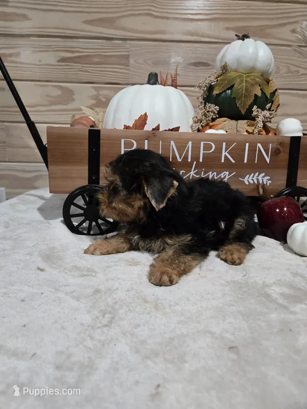 Suger – Yorkshire Terrier puppy for sale in Nacogdoches, TX