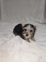 Dak, a male Yorkshire Terrier for sale in Nacogdoches, TX – 6 of 7