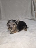 Dak, a male Yorkshire Terrier for sale in Nacogdoches, TX – 3 of 7