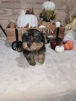 Suger, a female Yorkshire Terrier for sale in Nacogdoches, TX – 2 of 4