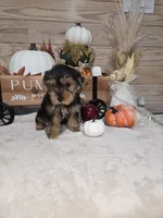 Maple , a female Yorkshire Terrier for sale in Nacogdoches, TX – 4 of 6