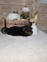 Barley , a male Yorkshire Terrier for sale in Nacogdoches, TX – 2 of 6
