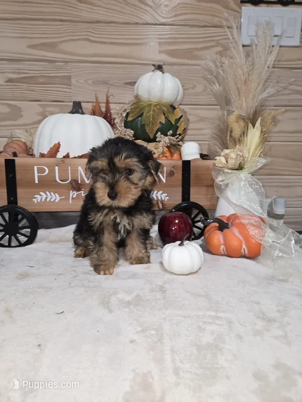 Maple  – Yorkshire Terrier puppy for sale in Nacogdoches, TX