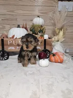 Maple , a female Yorkshire Terrier for sale in Nacogdoches, TX – 1 of 6