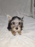 Dak, a male Yorkshire Terrier for sale in Nacogdoches, TX – 7 of 7