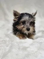 Tiny, a female Yorkshire Terrier for sale in Nacogdoches, TX – 7 of 7