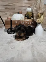 Barley , a male Yorkshire Terrier for sale in Nacogdoches, TX – 5 of 6