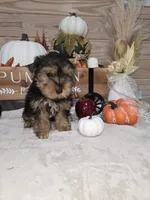 Maple , a female Yorkshire Terrier for sale in Nacogdoches, TX – 5 of 6
