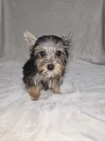 Dak, a male Yorkshire Terrier for sale in Nacogdoches, TX – 5 of 7