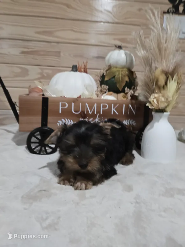 Barley  – Yorkshire Terrier puppy for sale in Nacogdoches, TX