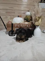 Barley , a male Yorkshire Terrier for sale in Nacogdoches, TX – 6 of 6