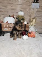 Maple , a female Yorkshire Terrier for sale in Nacogdoches, TX – 6 of 6