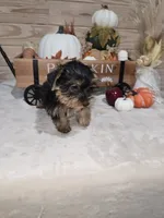 Suger, a female Yorkshire Terrier for sale in Nacogdoches, TX – 4 of 4