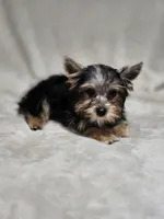 Tiny, a female Yorkshire Terrier for sale in Nacogdoches, TX – 6 of 7