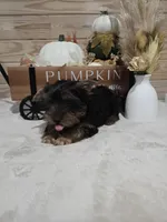 Barley , a male Yorkshire Terrier for sale in Nacogdoches, TX – 3 of 6