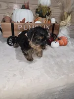 Suger, a female Yorkshire Terrier for sale in Nacogdoches, TX – 3 of 4