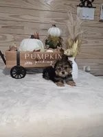 Cranberry , a male Yorkshire Terrier for sale in Nacogdoches, TX – 2 of 7